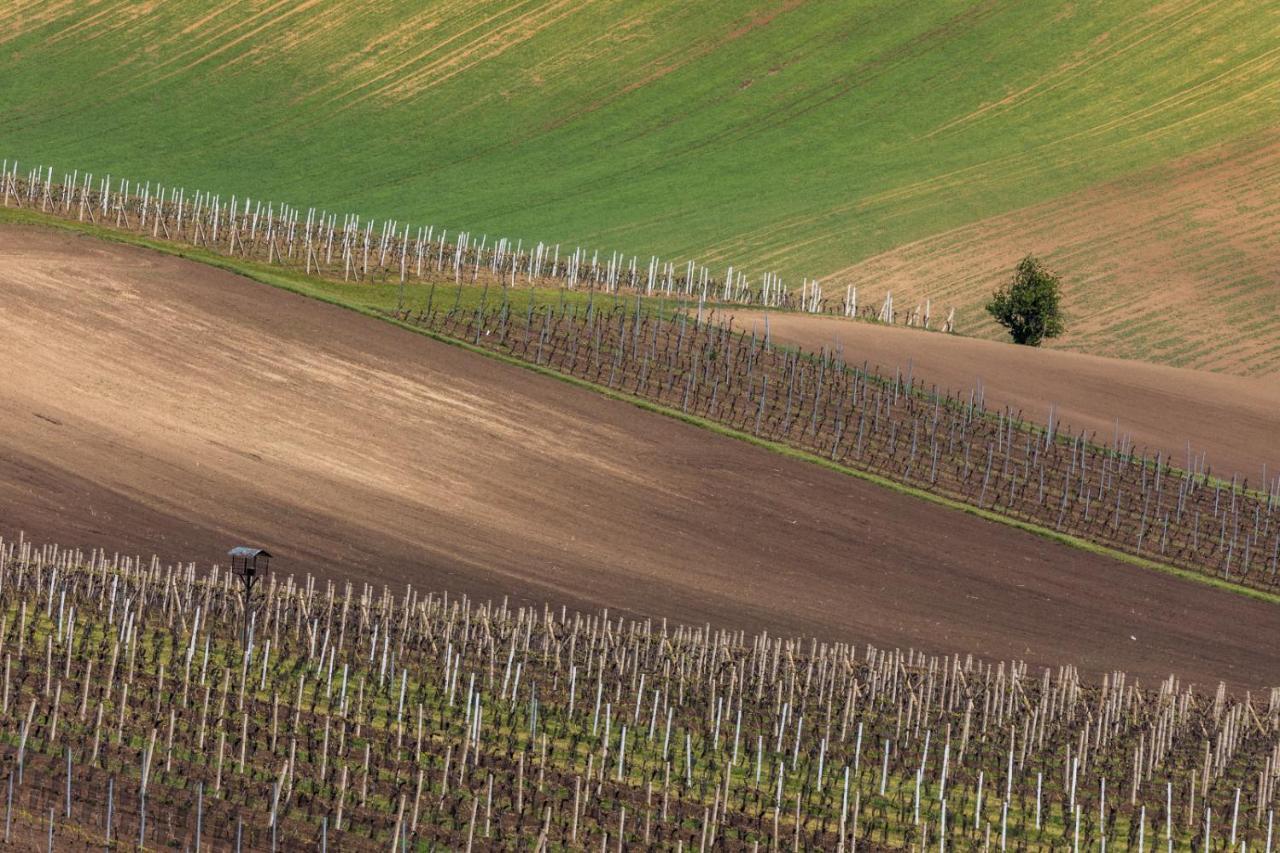 Vinoza - Ubytovani A Vinny Sklep Velke Bilovice Rulandova المظهر الخارجي الصورة