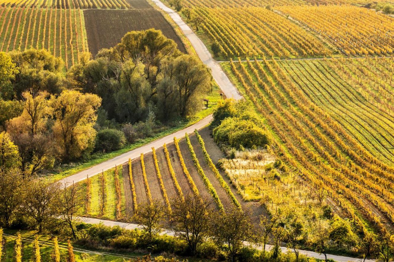 Vinoza - Ubytovani A Vinny Sklep Velke Bilovice Rulandova المظهر الخارجي الصورة
